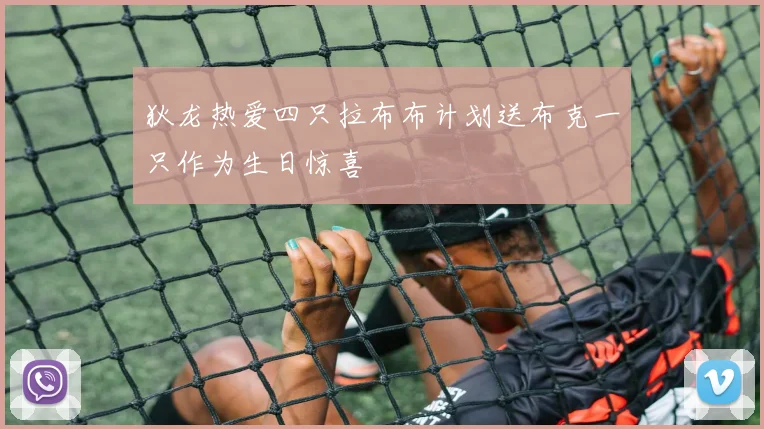 狄龙热爱四只拉布布计划送布克一只作为生日惊喜
